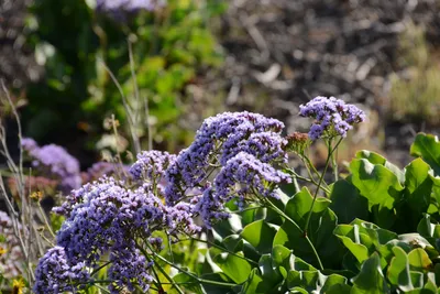 DSC_6912 (Large).JPG